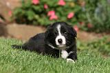 BORDER COLLIE 1263